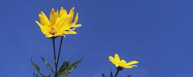 洋姜花的花语是什么，寓意活泼可爱、默默守护等