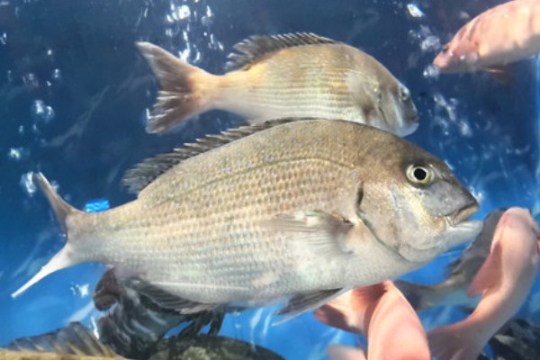 鲷鱼的产地，分布于热带和温带海域