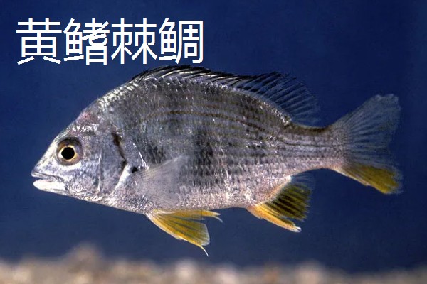 鲷鱼的产地，分布于热带和温带海域