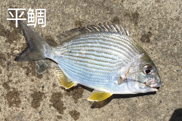 鲷鱼的产地，分布于热带和温带海域