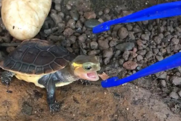 饵料鱼能不能用来喂小乌龟，可以饲喂但营养单一