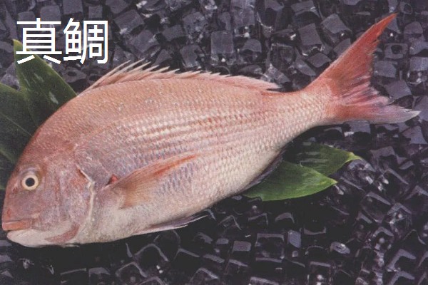 鲷鱼的产地，分布于热带和温带海域