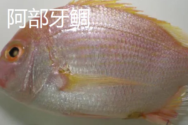 鲷鱼的产地，分布于热带和温带海域