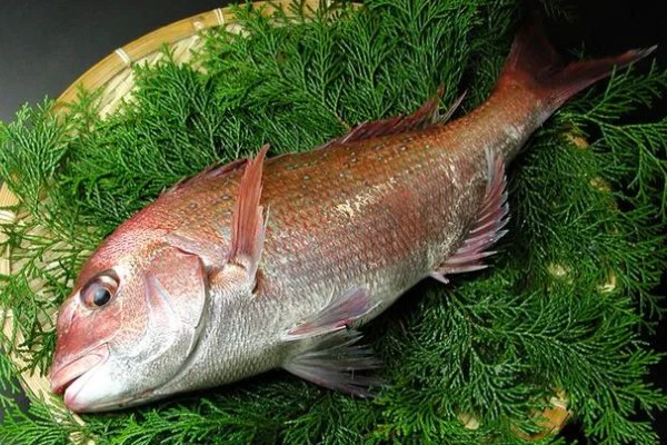 鲷鱼的产地，分布于热带和温带海域