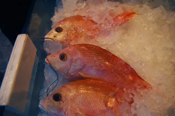 鲷鱼的产地，分布于热带和温带海域