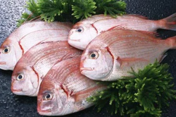 鲷鱼的产地，分布于热带和温带海域