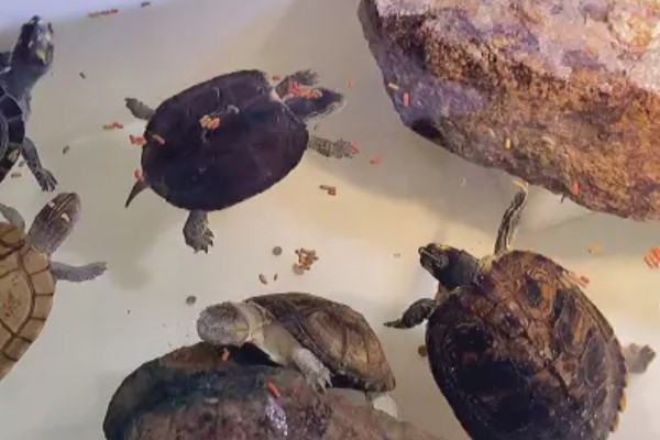 饵料鱼能不能用来喂小乌龟，可以饲喂但营养单一