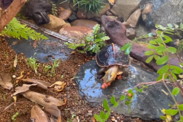 饵料鱼能不能用来喂小乌龟，可以饲喂但营养单一