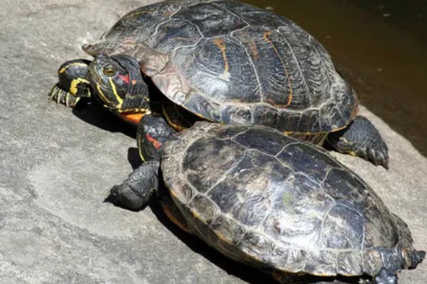 饵料鱼能不能用来喂小乌龟，可以饲喂但营养单一