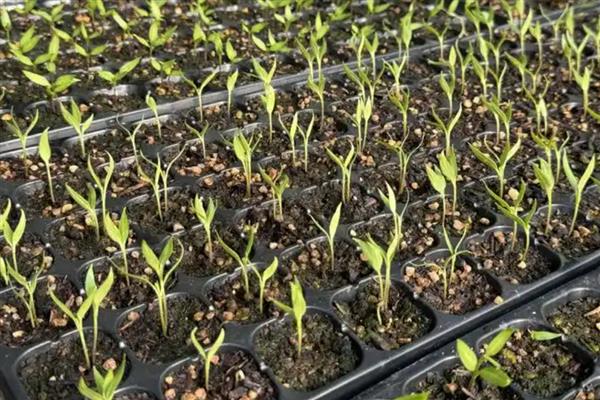 辣椒苗如何育苗，建议采用播种方式培育小苗