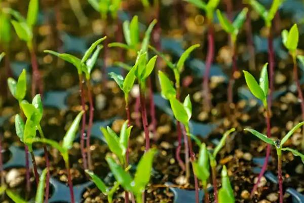 辣椒苗如何育苗，建议采用播种方式培育小苗