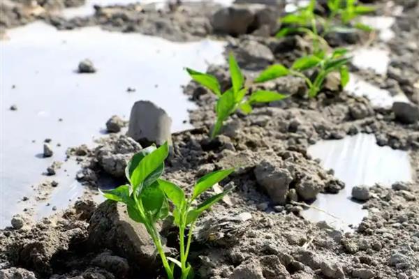 辣椒苗如何育苗，建议采用播种方式培育小苗