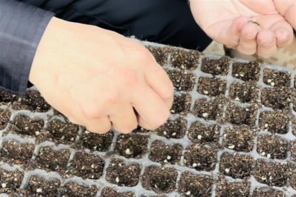 辣椒苗如何育苗，建议采用播种方式培育小苗