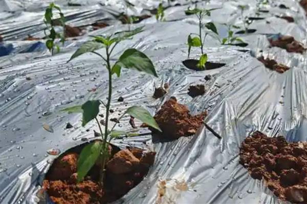 辣椒苗如何育苗，建议采用播种方式培育小苗