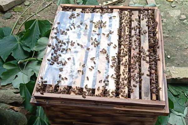 冬季如何正确养蜂，要选择背风向阳的地方越冬
