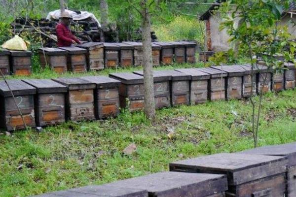 冬季如何正确养蜂，要选择背风向阳的地方越冬