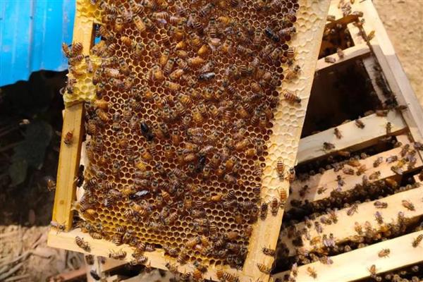 冬季如何正确养蜂，要选择背风向阳的地方越冬