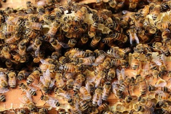 冬季如何正确养蜂，要选择背风向阳的地方越冬