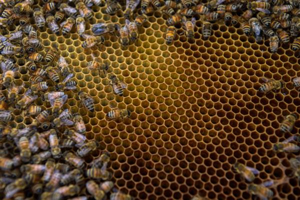 冬季如何正确养蜂，要选择背风向阳的地方越冬