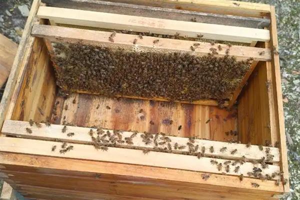 冬季如何正确养蜂，要选择背风向阳的地方越冬