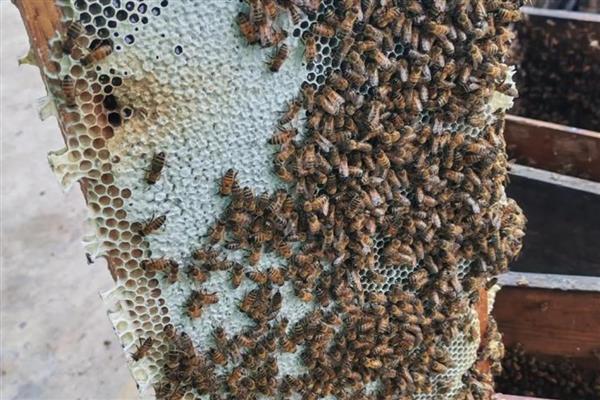 冬季如何正确养蜂，要选择背风向阳的地方越冬