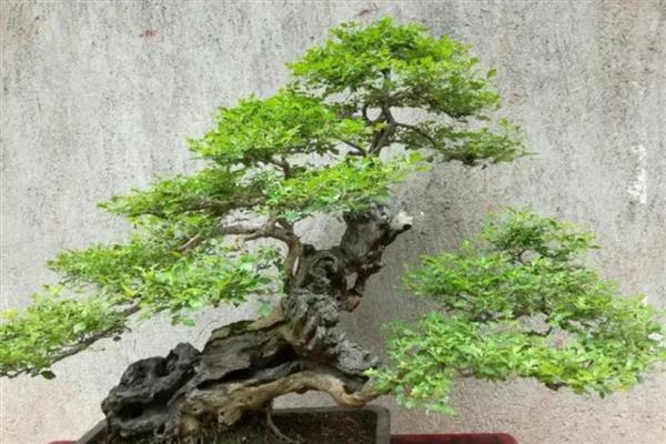 黄荆下山桩过多长时间会生根，移栽后一般经过2个月才会长出根系