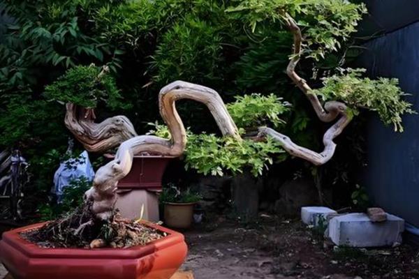 黄荆下山桩过多长时间会生根，移栽后一般经过2个月才会长出根系