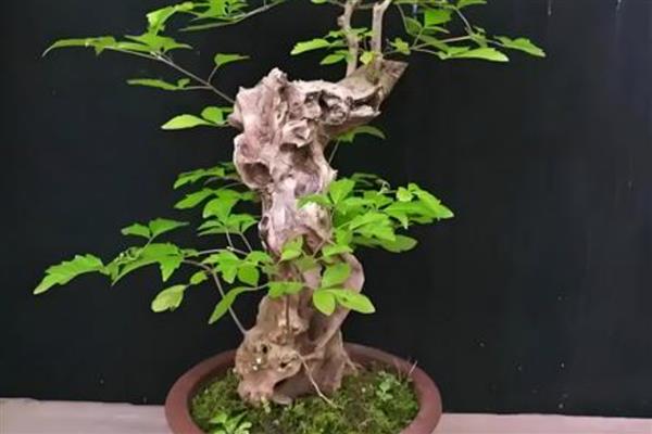 黄荆下山桩过多长时间会生根，移栽后一般经过2个月才会长出根系