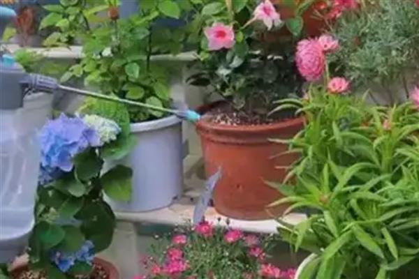 室内养花起腻虫如何解决，喷施经过稀释的风油精可有效杀虫