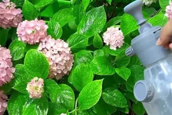 室内养花起腻虫如何解决，喷施经过稀释的风油精可有效杀虫