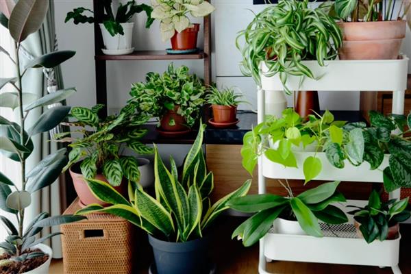 室内养花起腻虫如何解决，喷施经过稀释的风油精可有效杀虫