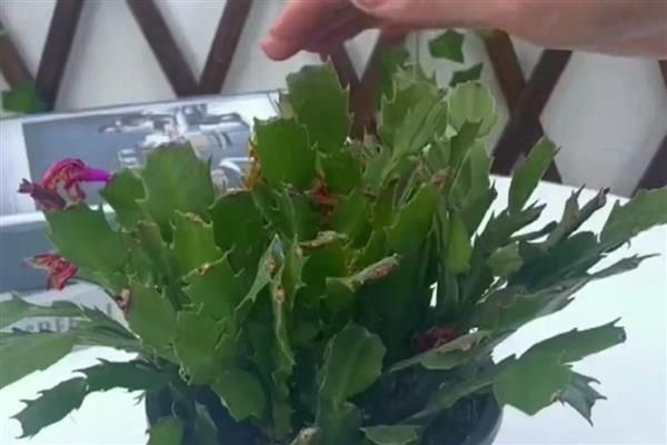 室内养花起腻虫如何解决，喷施经过稀释的风油精可有效杀虫