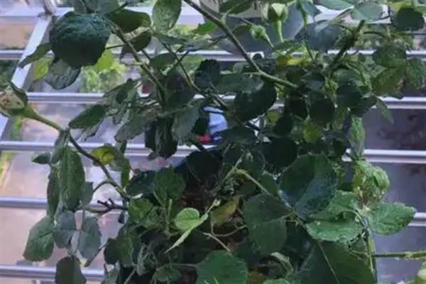 室内养花起腻虫如何解决，喷施经过稀释的风油精可有效杀虫