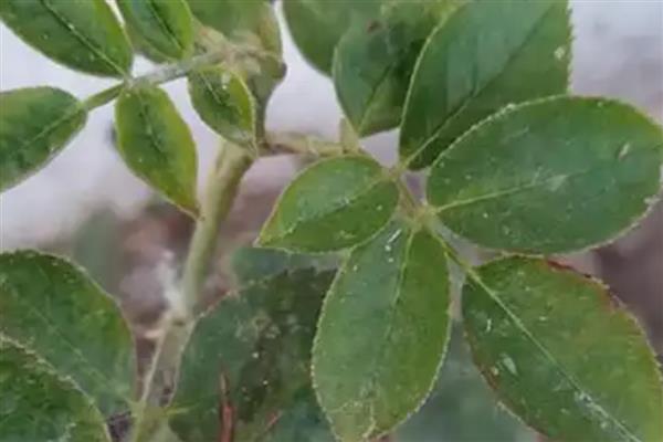 室内养花起腻虫如何解决，喷施经过稀释的风油精可有效杀虫