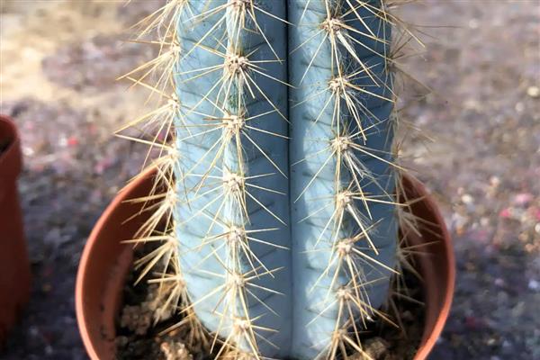 仙人柱的生长条件，选择透气性强且疏松的土壤种植