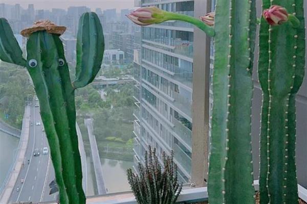 仙人柱的生长条件，选择透气性强且疏松的土壤种植