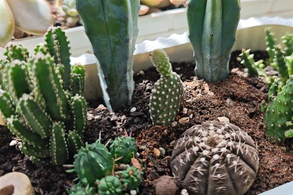 仙人柱的生长条件，选择透气性强且疏松的土壤种植