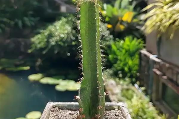 仙人柱的生长条件，选择透气性强且疏松的土壤种植