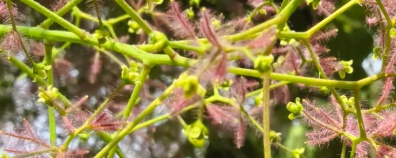 黄栌可以耐零下多少度，可耐寒15℃