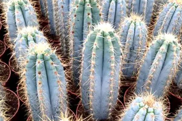 仙人柱的生长条件，选择透气性强且疏松的土壤种植