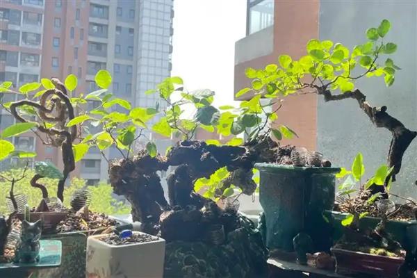 黄栌可以耐零下多少度，可耐寒15℃