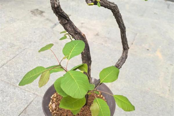 黄栌可以耐零下多少度，可耐寒15℃