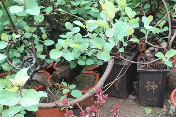 黄栌可以耐零下多少度，可耐寒15℃