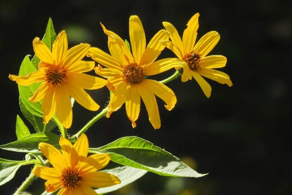 洋姜花的花语是什么，寓意活泼可爱、默默守护等