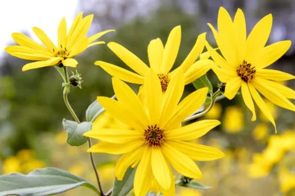 洋姜花的花语是什么，寓意活泼可爱、默默守护等