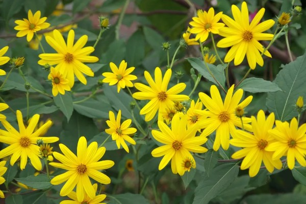 洋姜花的花语是什么，寓意活泼可爱、默默守护等