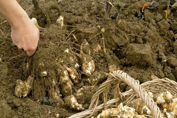 洋姜花的花语是什么，寓意活泼可爱、默默守护等