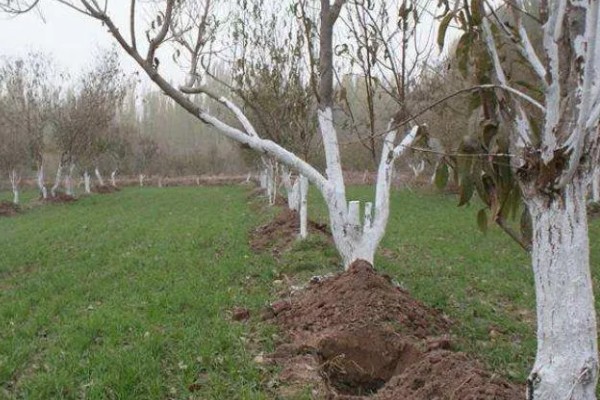 为什么树要涂一层白色，可以防虫害、冻伤等