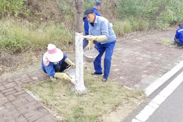 为什么树要涂一层白色，可以防虫害、冻伤等