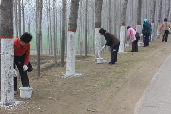 为什么树要涂一层白色，可以防虫害、冻伤等